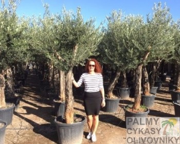 Olea europaea piqual old skin Olivovník olea europaea piqual old skin