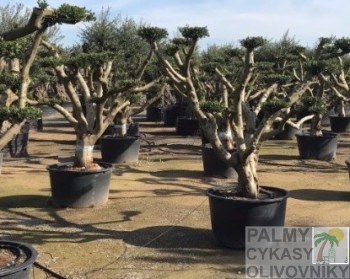Olea europaea pom pon zaragosa Olivovník olea europaea pom pon zaragosa