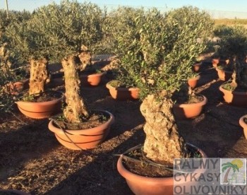 Olea europaea tarina bowl Olivovník olea europaea tarina bowl 60-80