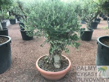 Olea europaea bonsai in bowl pot Olivovník olea europaea bonsai in bowl pot