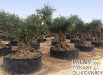 Olea europaea lechin Olivovník olea europaea lechin