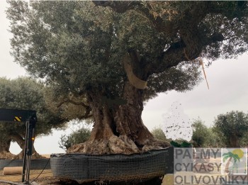 Olea tree for Kuvait Olivovník olea tree for Kuvait