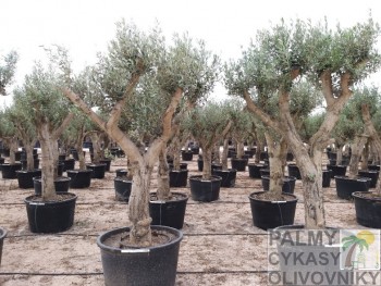 Olea europaea huesca Olivovník olea europaea huesca