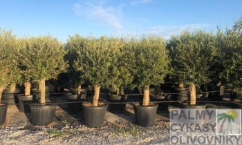 Olea europaea intensivos Olivovník olea europaea intensivos