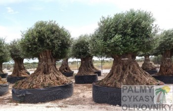 Olea europaea lechin Olivovník olea europaea lechin
