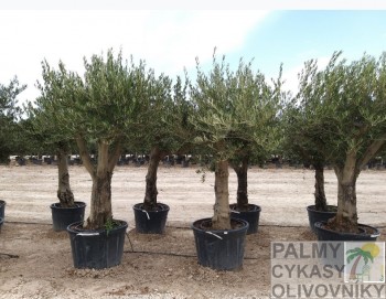 Olea europaea piel joven Olivovník olea europaea piel joven