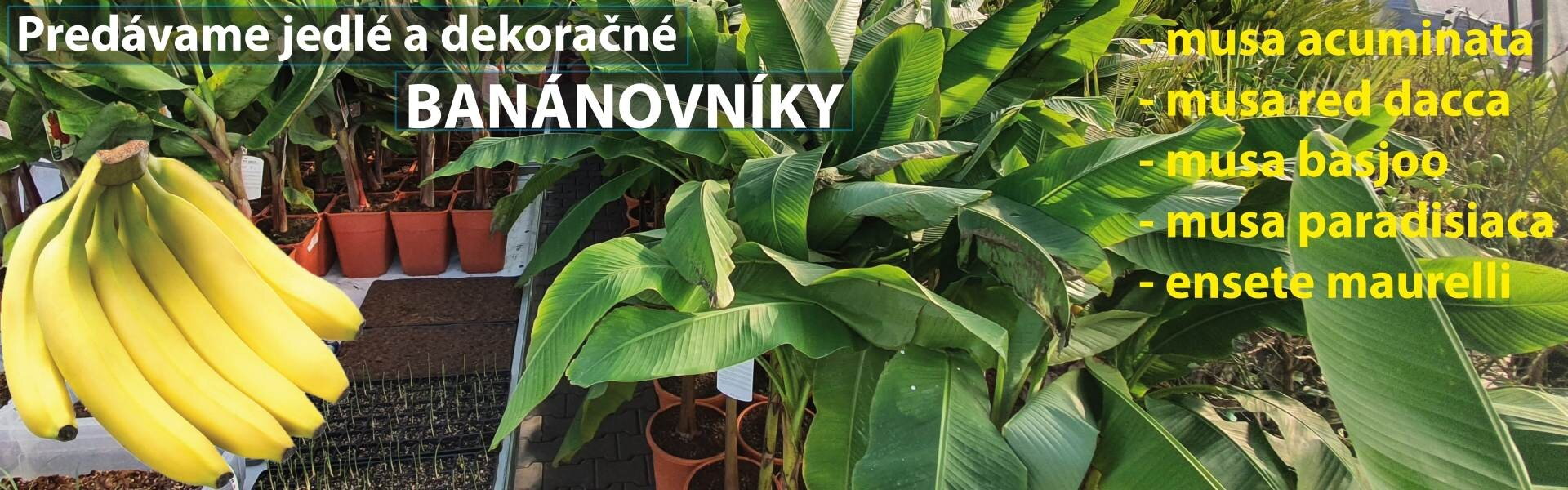 Banánovníky