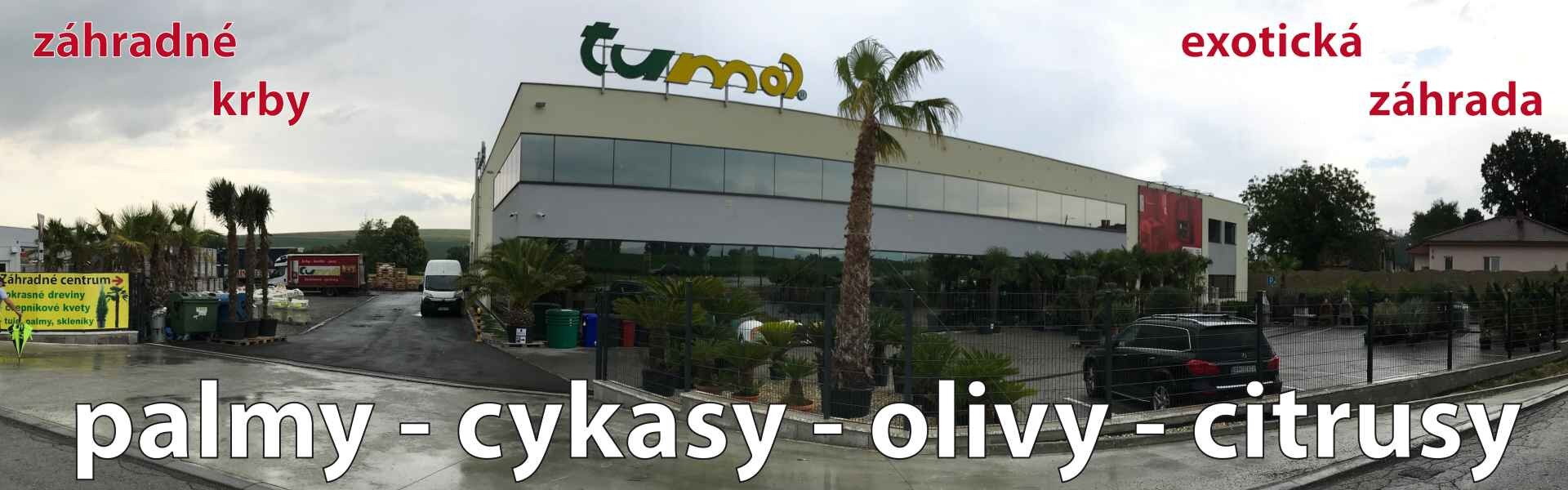 palmy cykasy olivy citrusy
