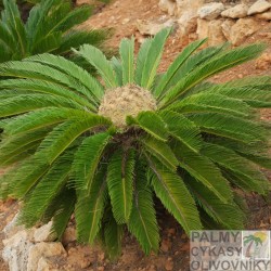 Cycas Revoluta - Cykas Japonský