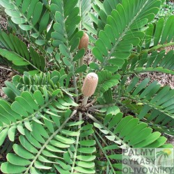 Cykas Zamia Furfuracea