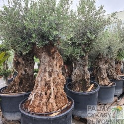 Olivovníky a bonsai