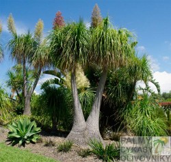 Slonia noha - Beaucarnea recurvata