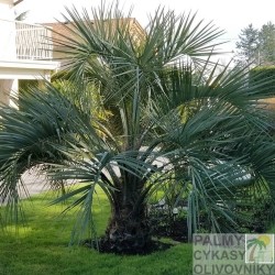 Palma Butia Capitata