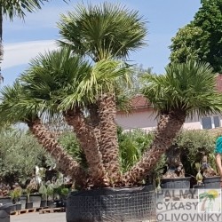 Chamaerops Humilis