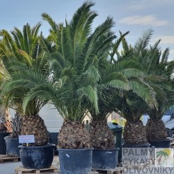 Palma Phoenix Canariensis - ďatlovník kanársky