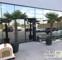 Palma Trachycarpus 
