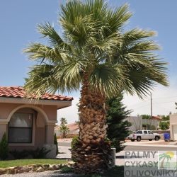 Palma Washingtonia Filifera
