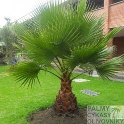 Palma Washingtonia Robusta