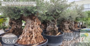 Olivovník bonsai - Vaša prezentácia