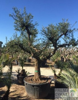 Olivovník Olea aragon 60-100