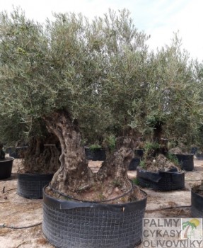 Olivovník olea bonsai doble