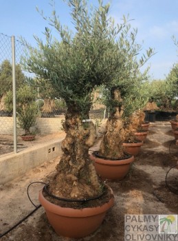 Olivovník bonsai tarrina 70cm copia