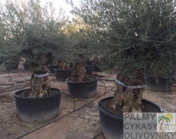 Olivovník olea europaea bonsai 120-140 
