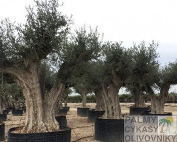 Olivovník olea europaea cieza colleccion