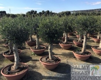 Olivovník olea europaea deco bowl pot