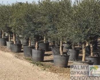 Olivovník olea europaea florida