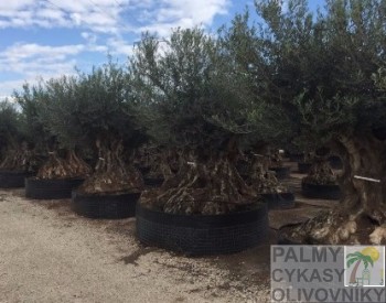 Olivovník olea europaea lechin 300
