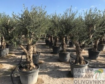 Olivovník olea europaea manzanillo