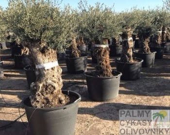 Olivovník olea europaea mini bonsai 80-100