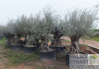 Olivovník olea europaea pata