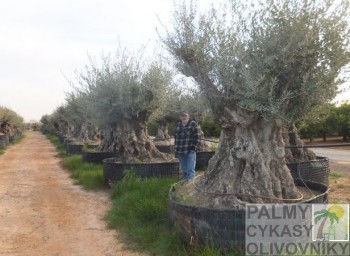 Olivovník olea europaea pata