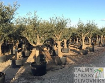 Olivovník olea europaea ramificado olive trees