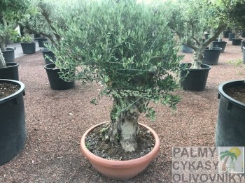 Olivovník olea europaea bonsai in bowl pot