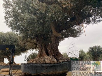 Olivovník olea tree for Kuvait