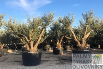 Olivovník olea europaea cepee