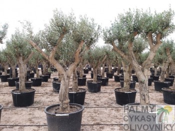 Olivovník olea europaea huesca