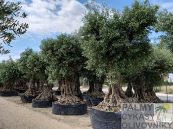 Olivovník olea europaea provincial deco
