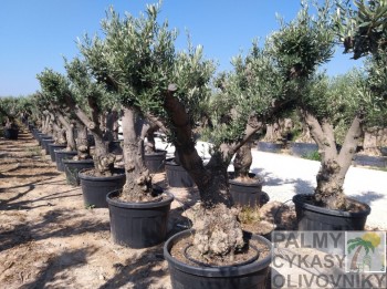 Olivovník olea europaea tortuga