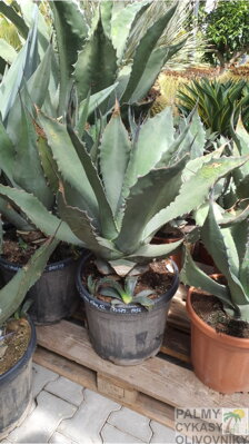 Agave Salmiana Ferox 80-100cm 15 L