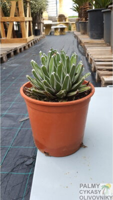 Agave Victoriae Reginae 35 cm