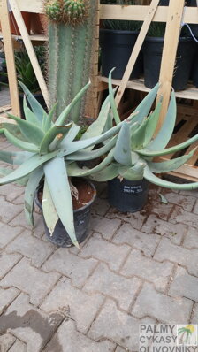 Aloe Striata 60-70cm