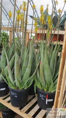 Aloe Vera 90-100cm