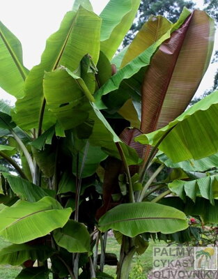 Banánovník Musa Helens hybrid - 10 semien