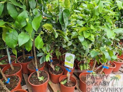 Citrus lima latifolia 15L