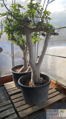 Ficus carica figovník 50/60