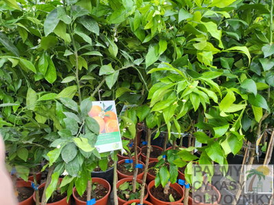 Ficus carica figovník 6/8cm